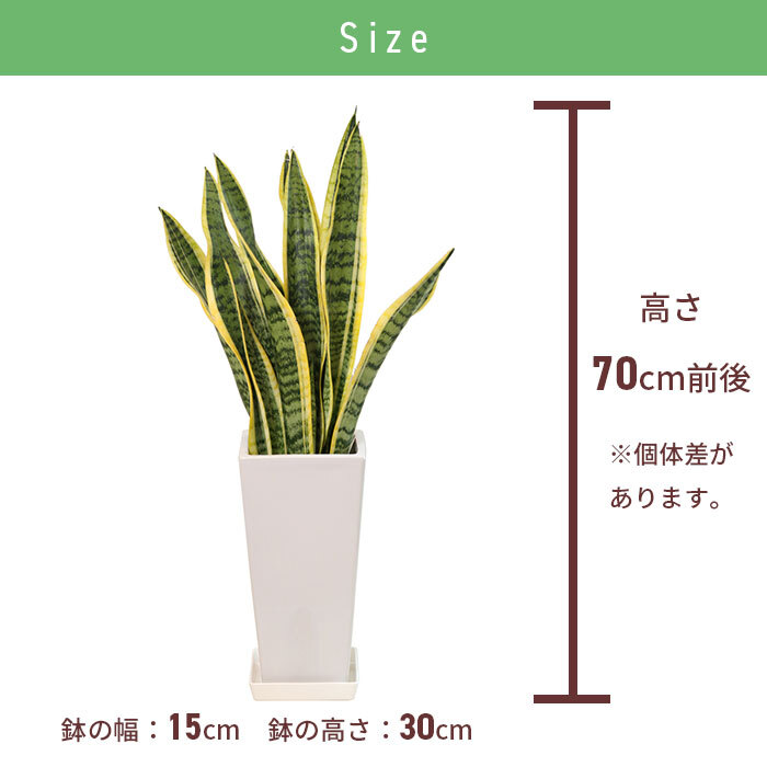 サンスベリア 6号 角高陶器 高さ約70cm 観葉植物