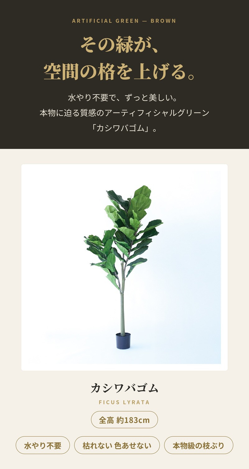 観葉植物 造花 カシワバゴム BROWN 全高約183cm 大型 フェイクグリーン 高級 本物そっくり リアル おしゃれ インテリア 人工観葉植物 アーティフィシャルグリーン モダン オフィス 店舗 ホテル 開店祝い 室内 リビング 玄関 風水 カシワバゴムノキ
