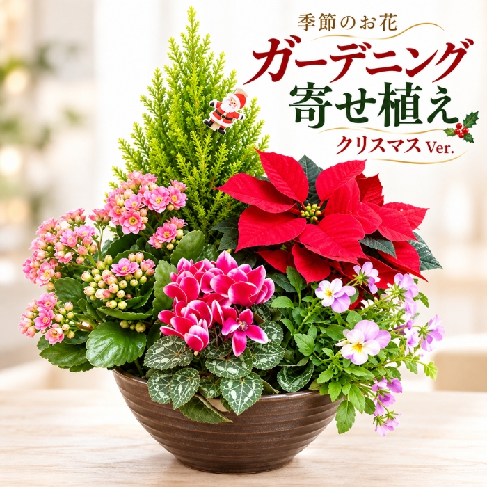 季節の寄植え 鉢 ガーデニング クリスマス ポインセチア シクラメン 花 鉢植え ギフト 秋 おしゃれ 誕生日 プレゼント 母 祖母 女性 お花 お誕生日 結婚祝い 新築祝い 友人 結婚記念日 妻 両親 開店祝い 開業祝い 退職祝い