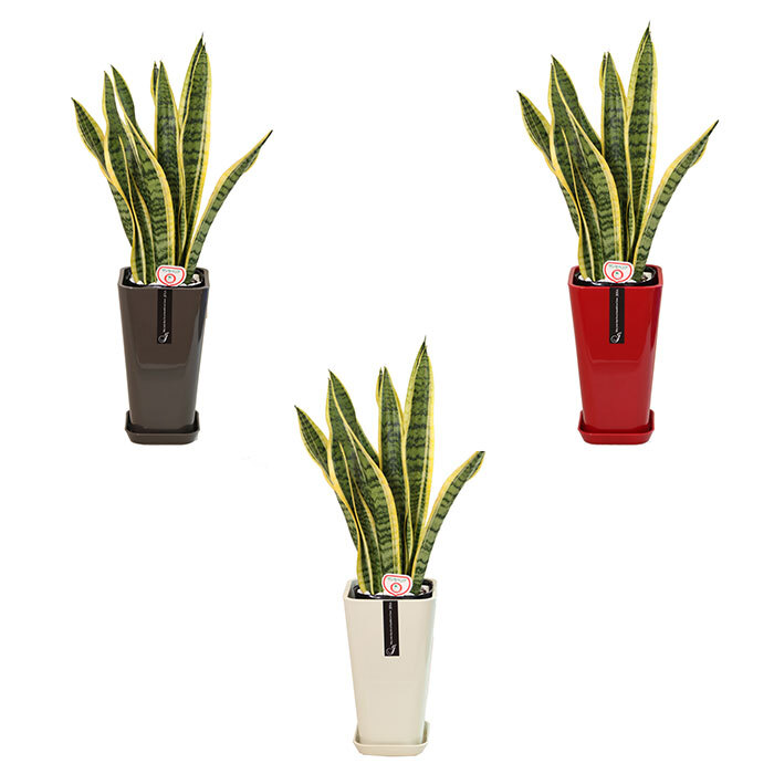 サンスベリア 6号 カラーポット 高さ約70cm 観葉植物