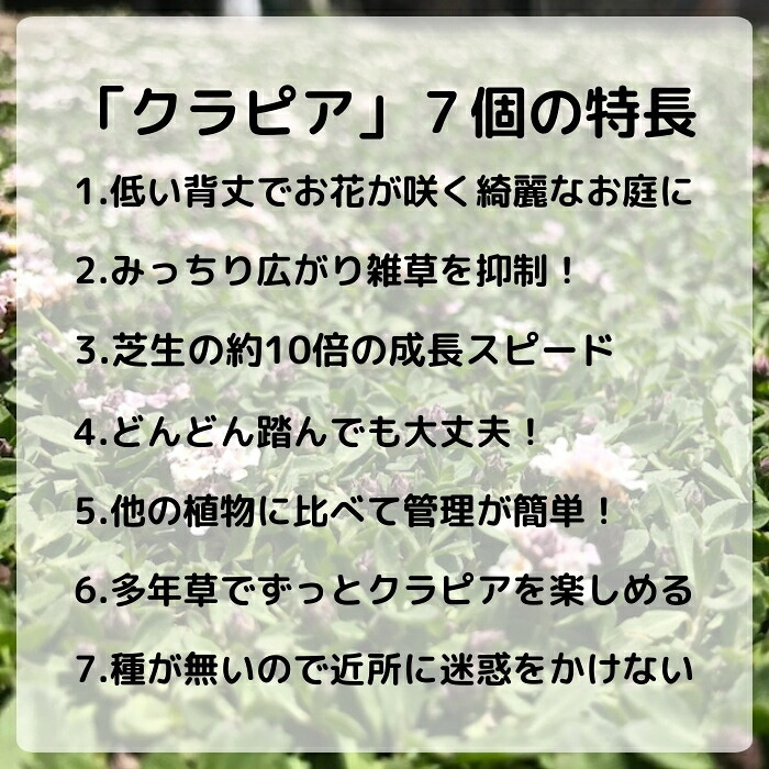 クラピア K5（薄桃）  20株 すくすくセット 完全植栽マニュアル付き 苗20ポット 肥料 活力剤 2種（有機入り一発果菜肥料、メネデール） イワダレソウ改良種 グランドカバー プランツ 雑草対策 庭 ガーデニング diy 緑化 おすすめ ガーデン 植物 多年草