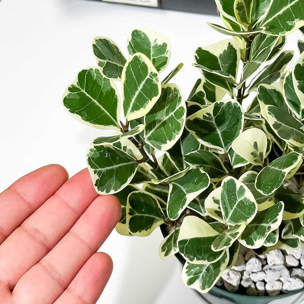 PLANCHU 観葉植物 フィカス スウィートハート 4号スリット鉢 受け皿