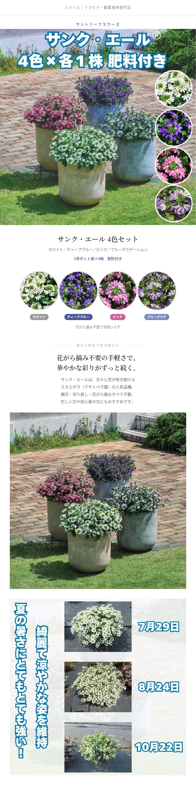 サンク・エール 苗 4色セット（ホワイト・ディープブルー・ピンク・ブルーグラデーション）3号ポット サントリーフラワーズ ｜スカエボラ｜花がら摘み不要｜暑さに強い夏の花苗｜肥料付き ガーデニング 鉢植え ハンギング プランター