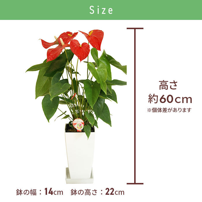 アンスリウム 赤 6号 角プラ 高さ約60cm 観葉植物