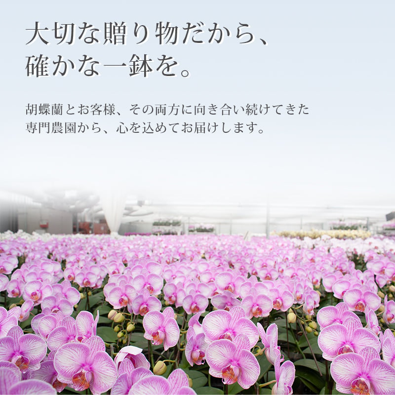 胡蝶蘭 大輪 ３本立ち 蕾含む36輪以上 送料無料 ヤマト [r-tai0009-f] 　開店祝い 開業 誕生日 長寿 結婚記念日 金婚式 お供え花 株主総会 選挙 当選 祈願 仏花 お悔み花 開院 開業 移転 ギフト 贈り物 還暦 古希 喜寿 傘寿 米寿 卒寿 白寿 百寿 御供 受賞 受章 退職 就任 栄転 昇進 昇給 昇格 新築 竣工 落成 新装 周年記念 式典 発表会 集会 内祝 年忌 法要