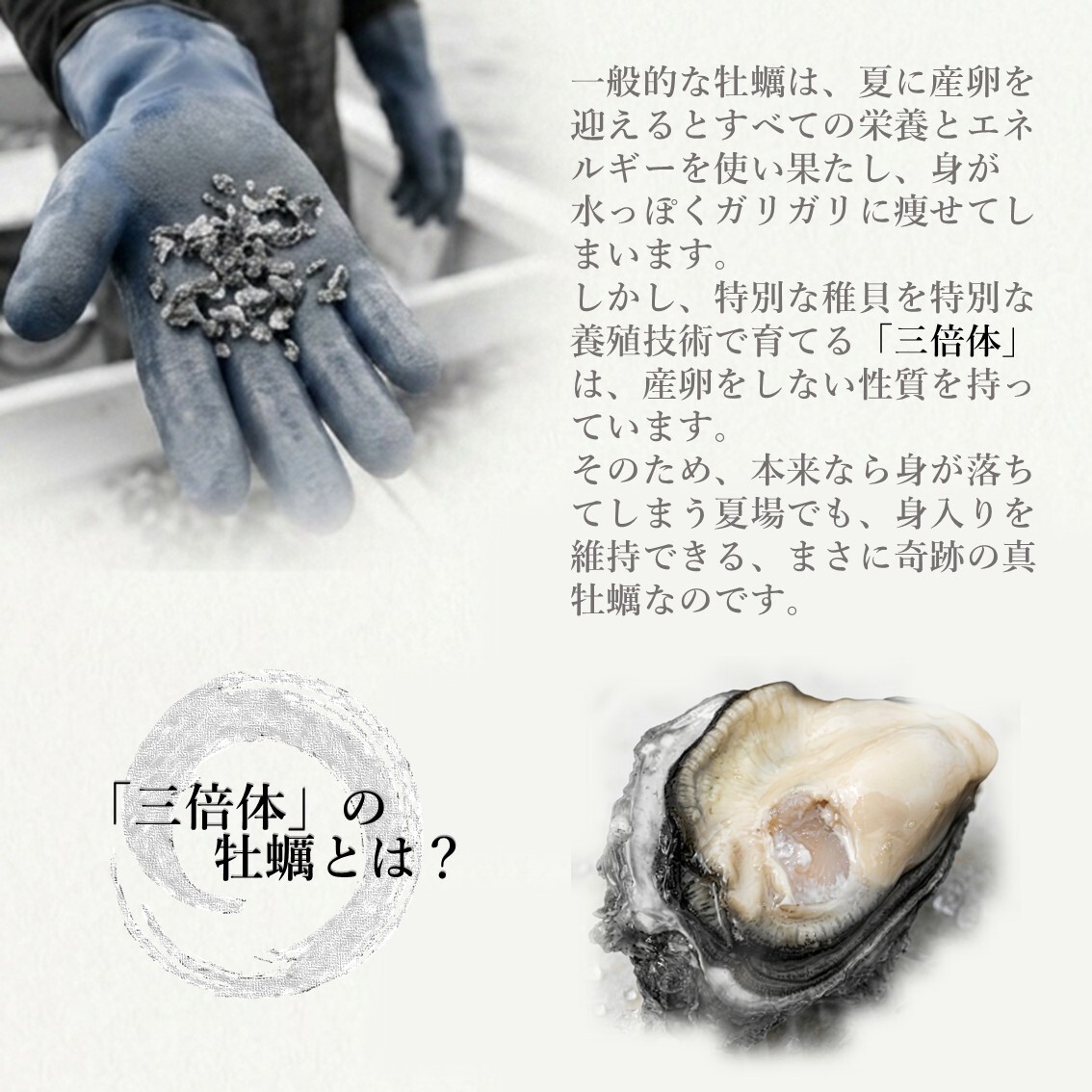 【生食用】 牡蠣 殻付き 1kg（9〜11個） 気仙沼大島産 三倍体 真牡蠣 鼎雫 かなえしずく ブランド牡蠣 送料無料 生カキ ギフト 贈答