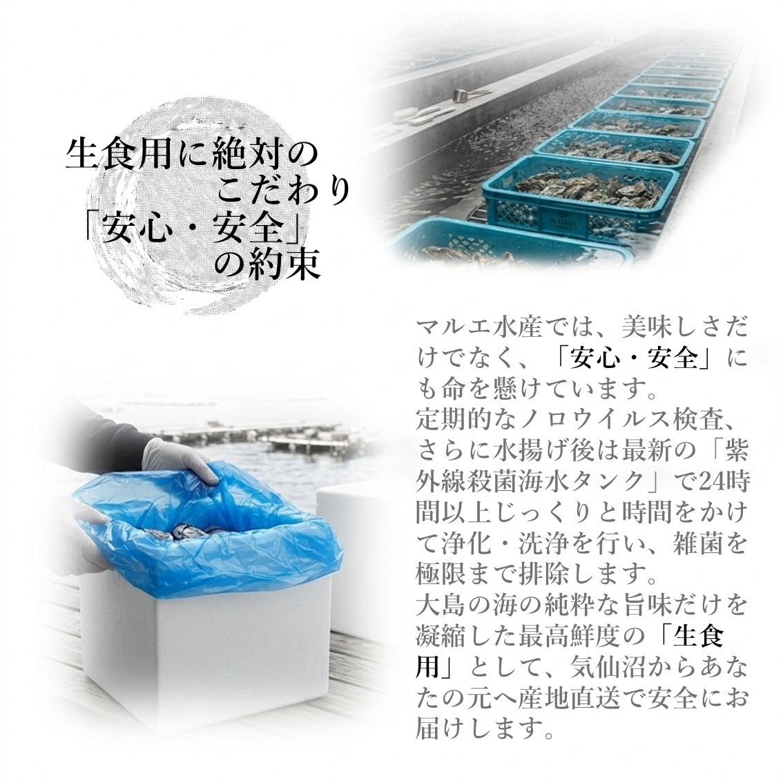 【生食用】 牡蠣 殻付き 1kg（9〜11個） 気仙沼大島産 三倍体 真牡蠣 鼎雫 かなえしずく ブランド牡蠣 送料無料 生カキ ギフト 贈答
