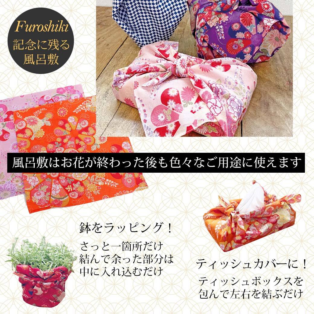 敬老の日限定 敬老の日 生花アレンジメント 花結（はなゆい）【 敬老の日 プレゼント 花 敬老の日 ギフト 風呂敷 敬老の日 メッセージ おじいちゃん おばあちゃん 60代 70代 80代 90代 孫から 贈り物 送料無料】
