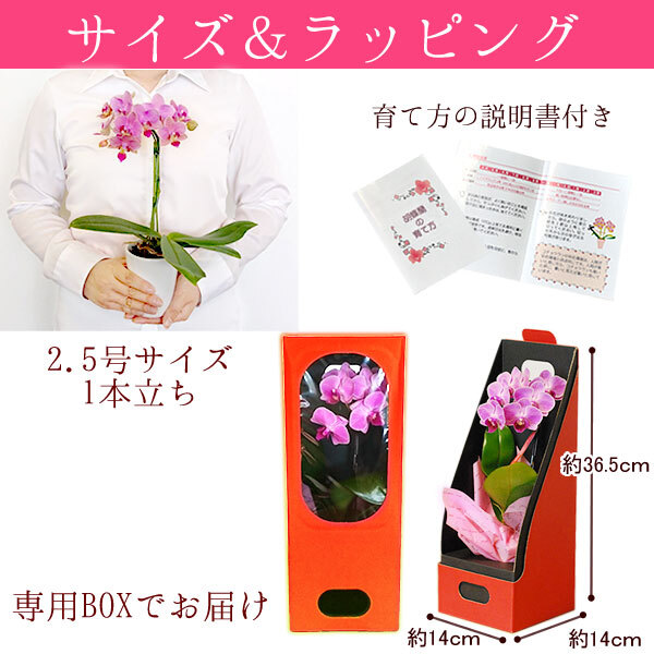 ＼早割！8/31の16時まで／ 敬老の日 ギフト プレゼント 早割 人気 花 生花 蘭 胡蝶蘭 鉢植え ミディ 2.5号 洋蘭園 フラワーギフト バウムクーヘン スイーツ お菓子 洋菓子 花とお菓子 60代 70代 80代 90代 おじいちゃん おばあちゃん 孫 孫から おいもや