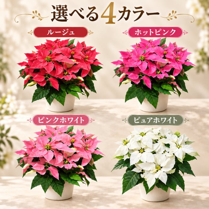 プリンセチア 季節の鉢植え 花 プリン ギフト プリンセチア ポインセチア ５寸 鉢 ポインセチア生花 クリスマスリース クリスマスツリー プリンセチア 苗 シクラメン 花ギフト