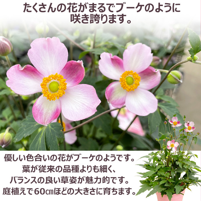 祝 敬老の日 プレゼント ギフト 秋明菊 ももいろブーケ5号 バスケット 9月21日 鉢花 ニオイザクラ 送料無料 沖縄・離島を除く