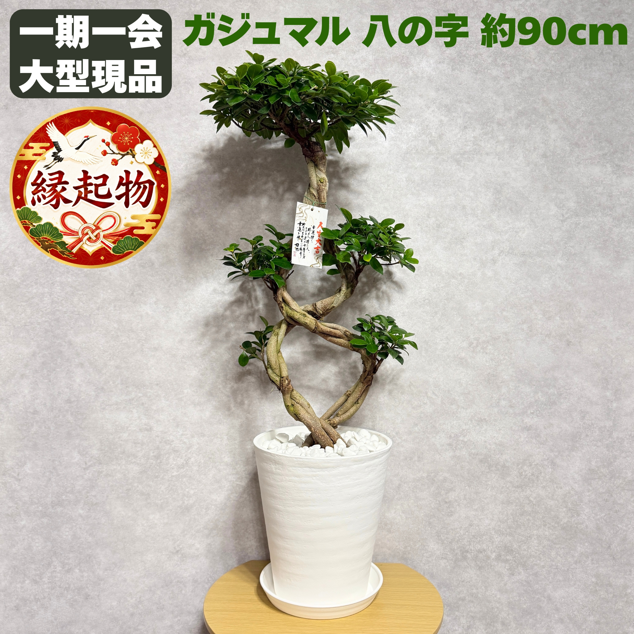 週末特価！ガジュマル　苗　苗木　観葉植物　8号車　8の字　曲がり　フィカス ガジュマル 観葉植物 八の字 8号鉢苗 大型 盆栽 末広がりの8の字 室内