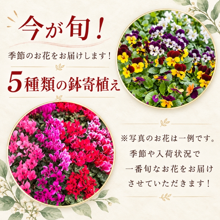 季節の寄植え 鉢 ガーデニング クリスマス ポインセチア シクラメン 花 鉢植え ギフト 秋 おしゃれ 誕生日 プレゼント 母 祖母 女性 お花 お誕生日 結婚祝い 新築祝い 友人 結婚記念日 妻 両親 開店祝い 開業祝い 退職祝い