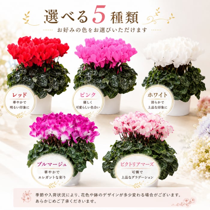 シクラメン 6号 鉢植え 送料無料 最高級シクラメン ビクトリア鉢花 6号 お歳暮 花 ギフト 誕生日 プレゼント 鉢植え 花鉢 フラワー 生花 クリスマス 自宅用 メッセージ 6寸 季節の花 季節の花鉢 おしゃれ 贈り物 花ギフト 誕生日プレゼント 北海道配送可