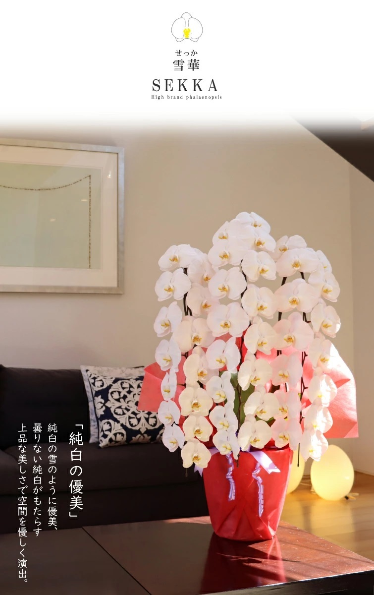 純国産 胡蝶蘭 花持ち長い 大輪3本立ち 45輪～ 【雪華（せっか）白】 産地直送 お祝い プレゼント 花 ギフト 贈り物 母の日 お供え お誕生日 開店祝い 開業祝い 移転祝い 就任祝い 昇進祝い 当選祝い 当日発送 王立園芸協会登録商品