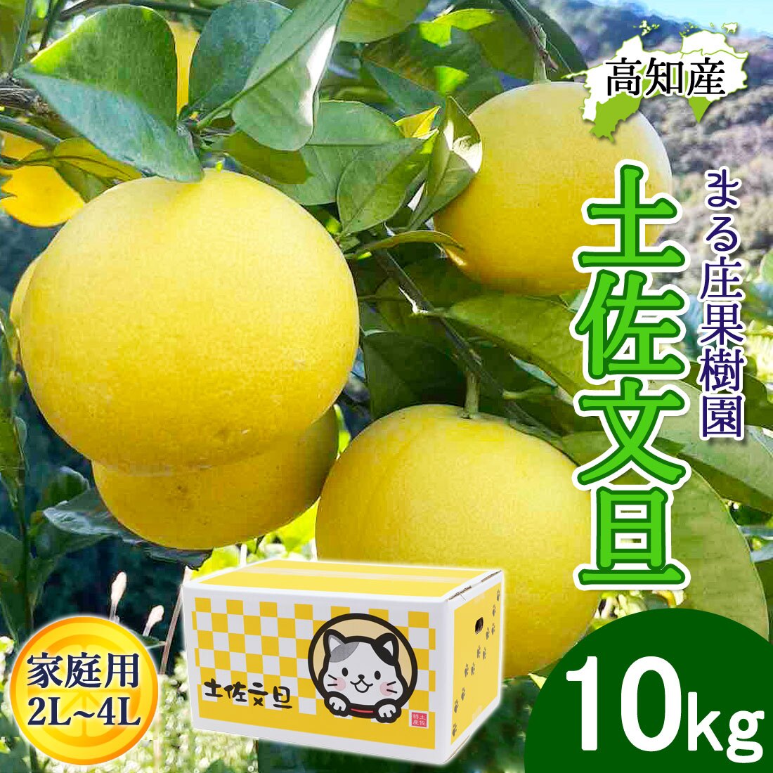 土佐文旦 野囲い 文旦 大玉 2L～4L 10kg 家庭用 土佐市 まる庄果樹園 産直 山間部栽培 ぶんたん 産地直送 高知産 ジューシー まろやか 高知 ブンタン 農家直送 ネコちゃん箱入り 届いてすぐに食べれる追熟文旦【送料無料】