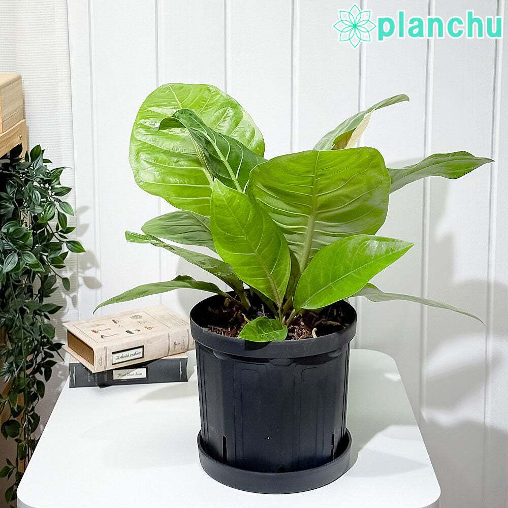 PLANCHU 観葉植物 アンスリウム マルバ 7号スリット鉢 受け皿付き 育て