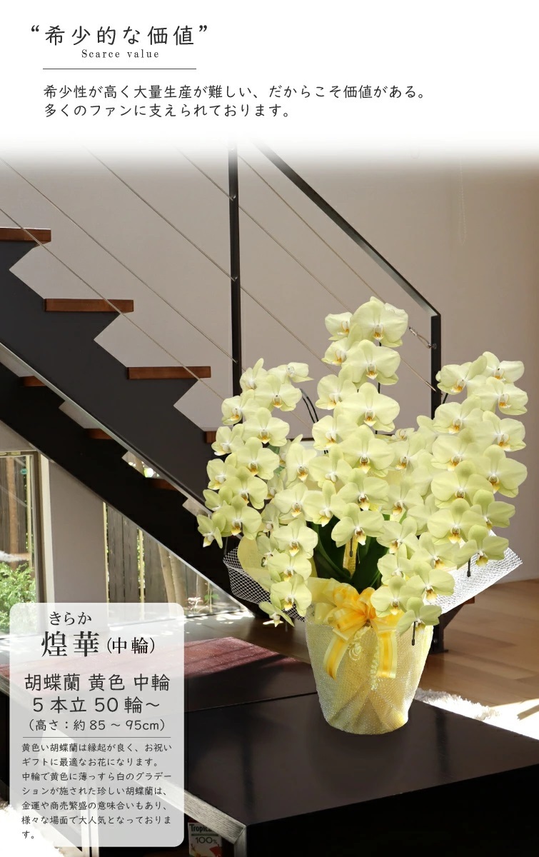 希少 胡蝶蘭 お祝い 黄色 純国産 花持ち長い 中輪5本立ち 50輪～ 35,900円【煌華(きらか)】希少 画像配信あり 胡蝶蘭ギフト 胡蝶蘭お祝い 産地直送 お祝い 贈り物 母の日 縁起物 商売繁盛 開店祝 開業祝 移転祝 当選祝 当日発送 日本橋 銀座 王立園芸協会登録商品