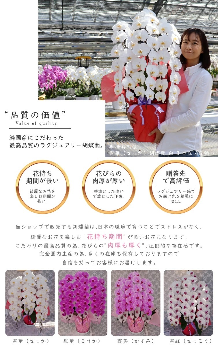 純国産 胡蝶蘭 花持ち長い 大輪3本立ち 45輪～ 【雪華（せっか）白】 産地直送 お祝い プレゼント 花 ギフト 贈り物 母の日 お供え お誕生日 開店祝い 開業祝い 移転祝い 就任祝い 昇進祝い 当選祝い 当日発送 王立園芸協会登録商品