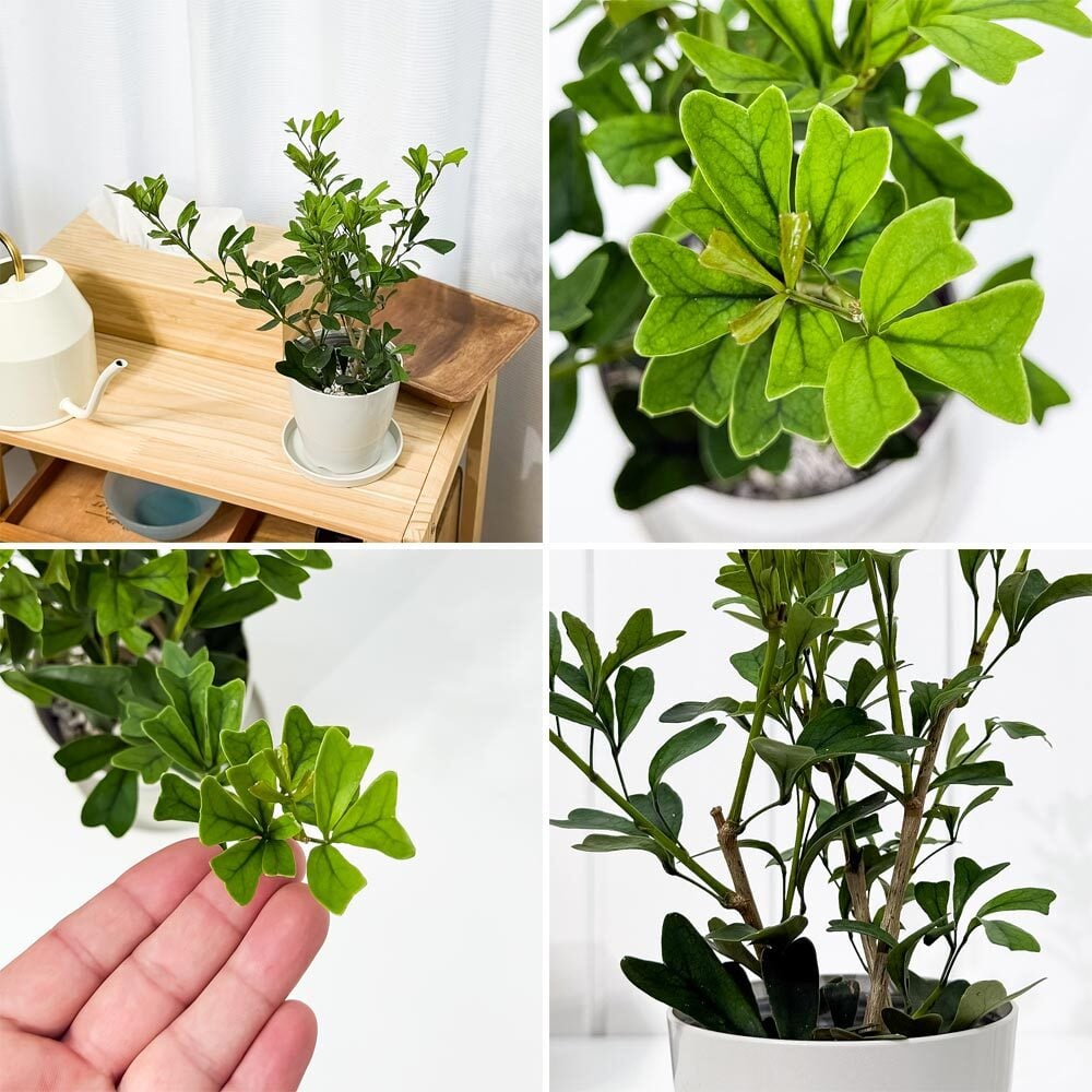 PLANCHU 観葉植物 シェフレラ トライアンギュラリス 3.5号鉢 受け皿