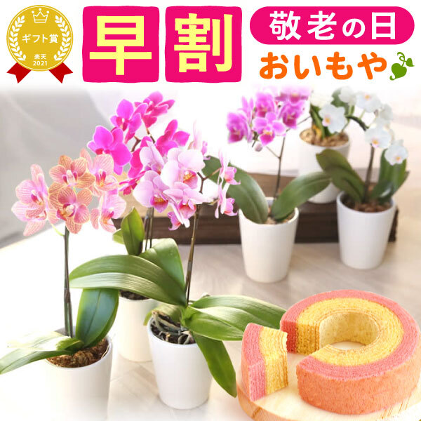 ＼早割！8/31の16時まで／ 敬老の日 ギフト プレゼント 早割 人気 花 生花 蘭 胡蝶蘭 鉢植え ミディ 2.5号 洋蘭園 フラワーギフト バウムクーヘン スイーツ お菓子 洋菓子 花とお菓子 60代 70代 80代 90代 おじいちゃん おばあちゃん 孫 孫から おいもや