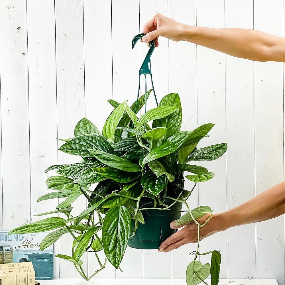 PLANCHU 観葉植物 モンステラ ジェイドシャトルコック 7号吊り鉢 育て