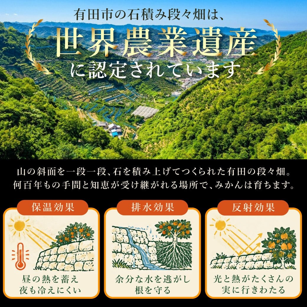 みかん 5kg 贈答用 秀品 特選 送料無料 和歌山 M L 伊藤農園 大玉 中玉 手詰め 有田みかん 温州みかん 約30個～40個 果物 出産内祝い 贈答 ギフト 誕生日 結婚祝い 出産祝い 内祝い ギフト