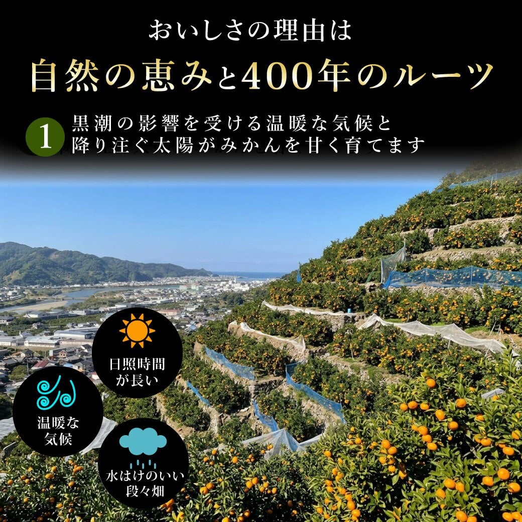 みかん 5kg 贈答用 秀品 特選 送料無料 和歌山 M L 伊藤農園 大玉 中玉 手詰め 有田みかん 温州みかん 約30個～40個 果物 出産内祝い 贈答 ギフト 誕生日 結婚祝い 出産祝い 内祝い ギフト