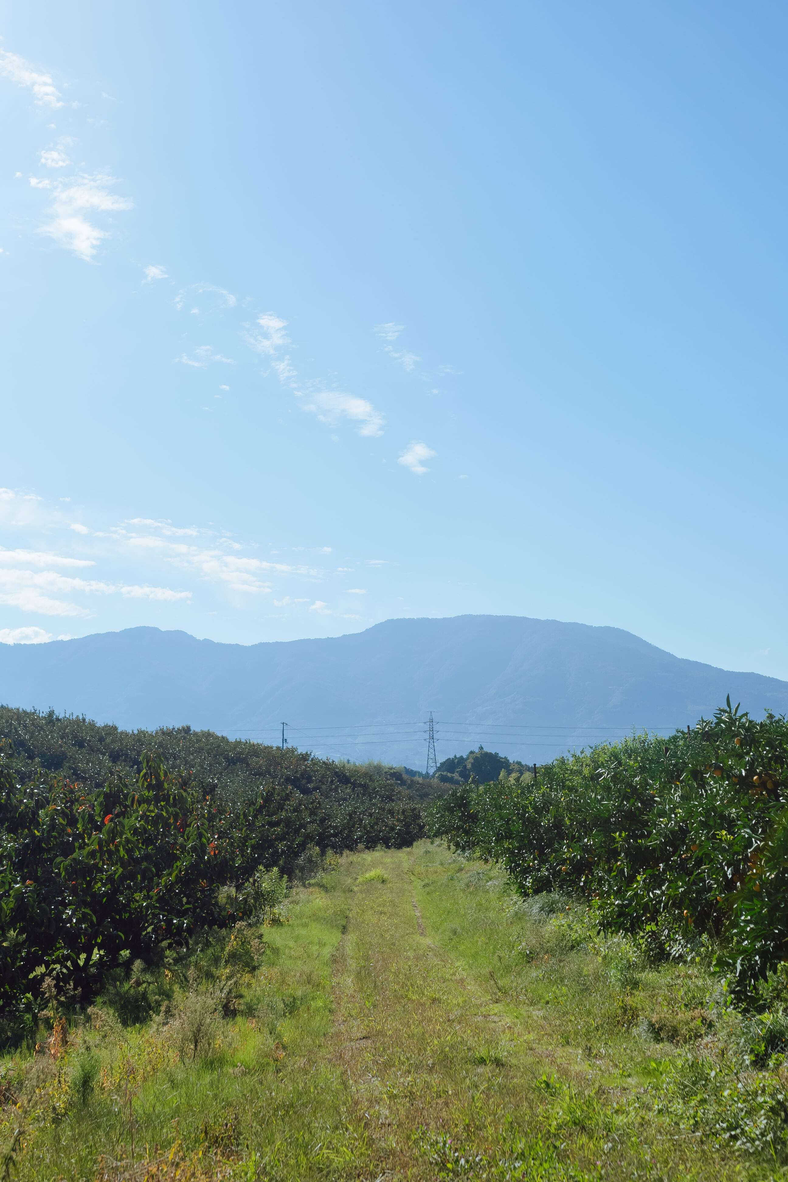 【OUTRET】和歌山のたねなし柿 30個前後