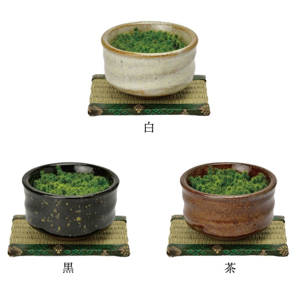 抹茶碗 苔栽培キット スナゴケ 植物 陶器 コケ グリーン スターターセット オブジェ 置物 おしゃれ インテリア 雑貨 ギフト プレゼント 男性 女性 父の日 母の日 敬老の日 誕生日 ラッピング対応 無料ラッピング