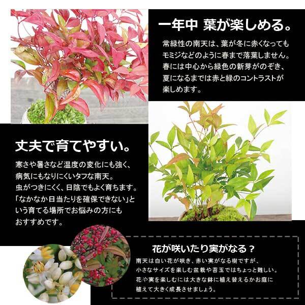 苔玉 十両（ヤブコウジ）の苔玉 南天の苔玉 水引き ピック 長方陶器下皿セット  春から夏には緑色の新葉が秋からは真っ赤な葉 ナンテン 風水 難を転ずる 風水 縁起物 ギフト 贈り物 観葉植物 開運  紅葉 おめでたい 運気を上げる bonsai  風水 なんてん 苔 こけ こけだま