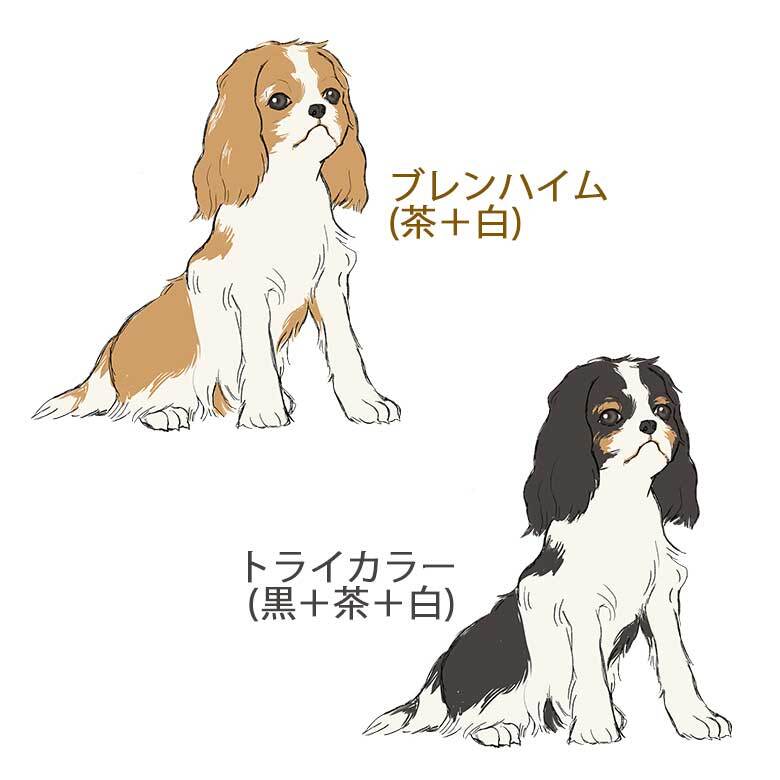 キャバリア ショルダー ストラップ ステンレスボトル 500ml 保温 保冷 ステンレス 真空 断熱 二重構造 水筒 マイボトル カラビナ ベルト オリジナル キャバ 犬 ペット