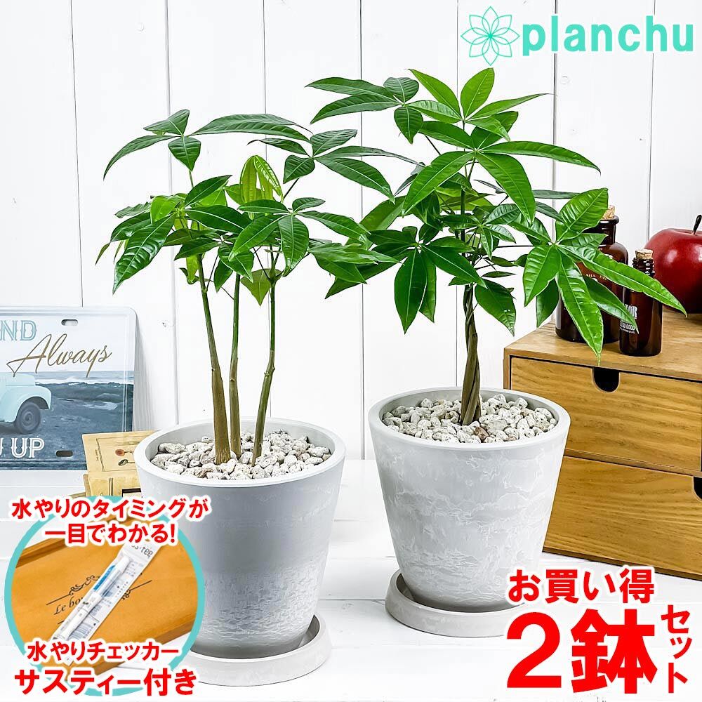 週末セール！長野県内で手渡しお取引のみ！沖縄産 実生パキラ パラソル大型♪ 観葉植物 パキラ ネジリ＆ストレート 2鉢セット 5号樹脂鉢 ホワイト