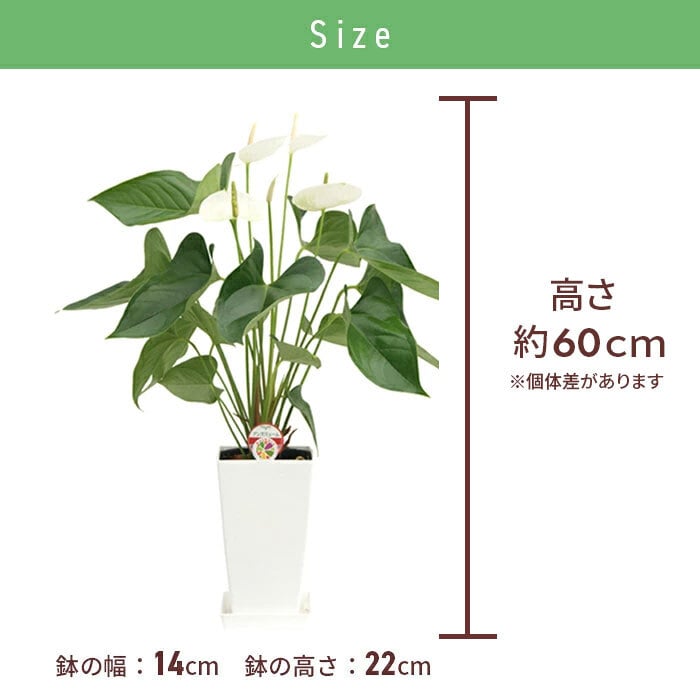 アンスリウム 白 シエラホワイト 6号 角プラ 高さ約60cm 観葉植物