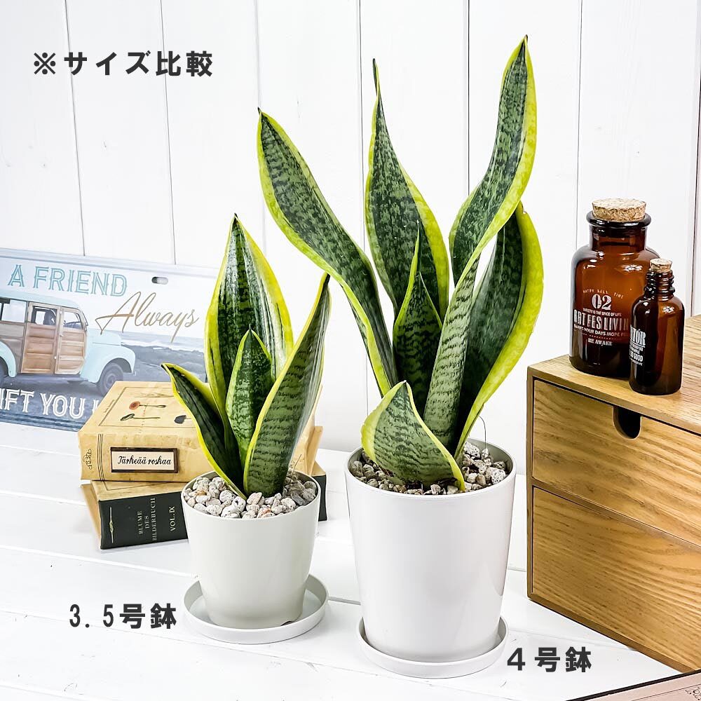 PLANCHU 観葉植物 サンセベリア スパーバ 3.5号鉢 受け皿付き 育て方