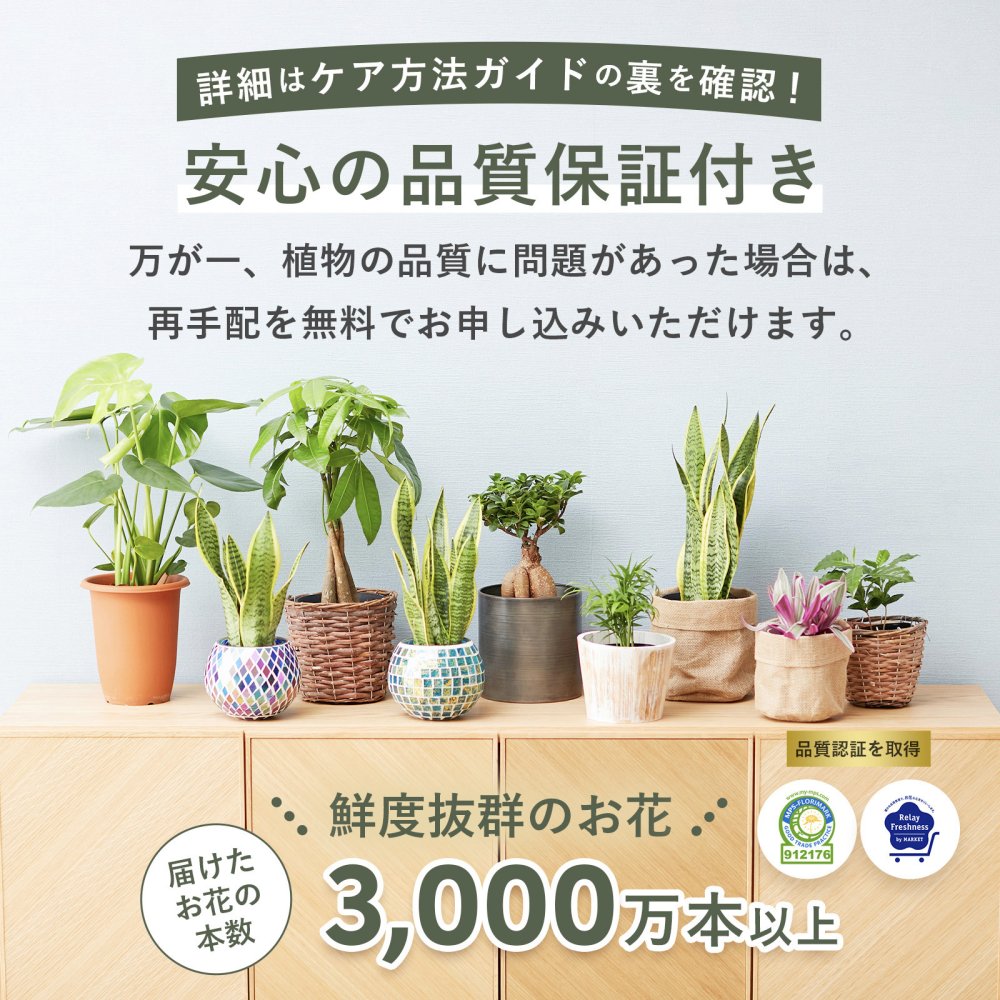 選べる 観葉植物 ポトス & アイビー ガジュマル &サンスベリア お試し 2点 セット 鉢付き 3号 ミニサイズ 幸運の木 風水 インテリア 室内 オシャレ 70代 あす楽 翌日配送  オフィス 開店祝い 結婚式 新築祝い 就職祝い 開業祝い
