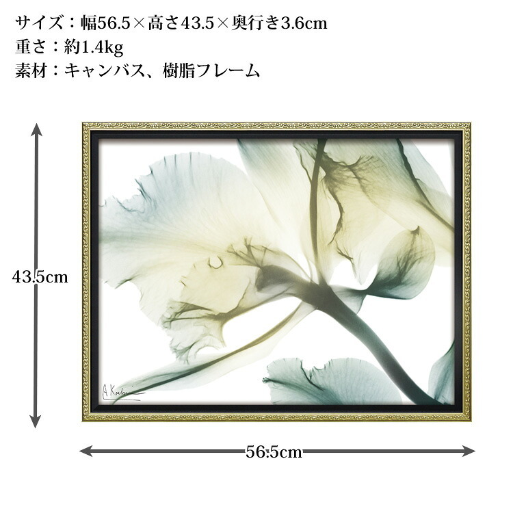 X RAY キャンバスアート ファミリア ロマンス M XR-12501 送料無料 アートフレーム 花 葉っぱ 葉 X線 絵画 アート インテリア
