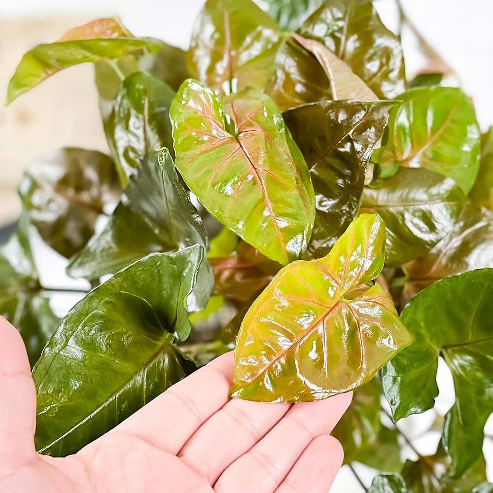 PLANCHU 観葉植物 シンゴニウム マリア 6号鉢 受け皿付き 育て方説明書付き Syngonium podophyllum ‘Maria’ アロイド