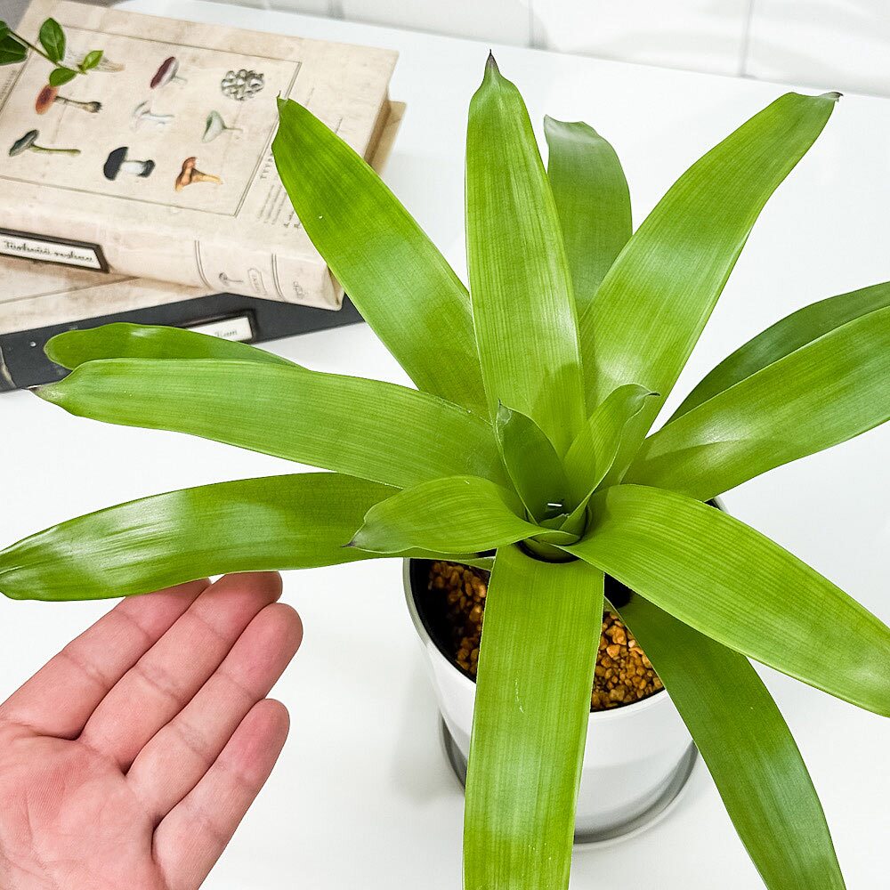 PLANCHU 観葉植物 フリーセア バカンス 4号鉢 受け皿付き 育て方説明書付き Vriesea Poelmanii Group cv. オオインコアナナス ブロメリア タンクブロメリア