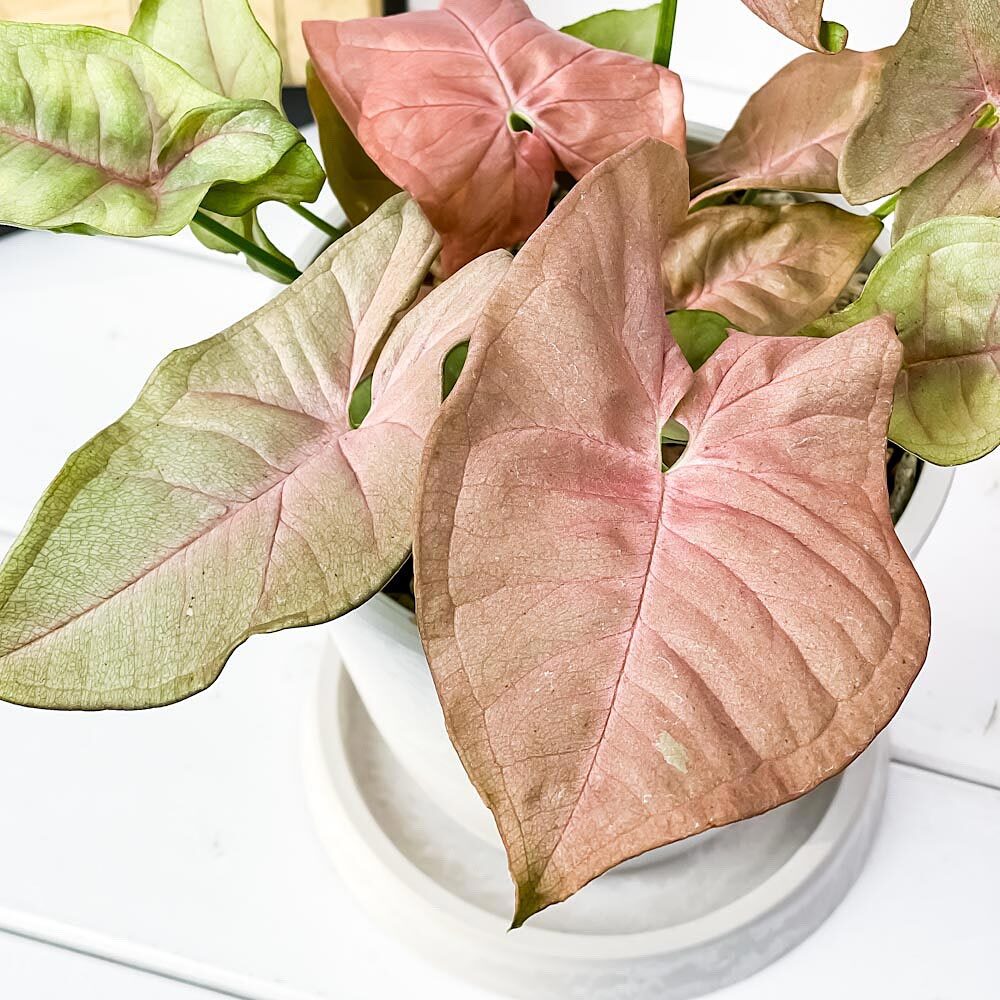 PLANCHU 観葉植物 シンゴニウム ネオン 4号樹脂鉢 ホワイト サスティー付き 受け皿付き 育て方説明書付き Syngonium podophyllum ‘Neon’ アロイド