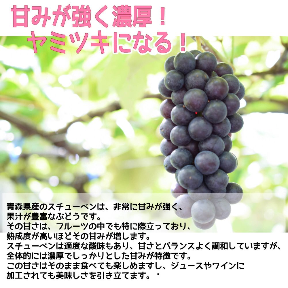 青森県産スチューベンぶどう　秀品（贈答・御歳暮等）　4ｋｇ　送料無料！