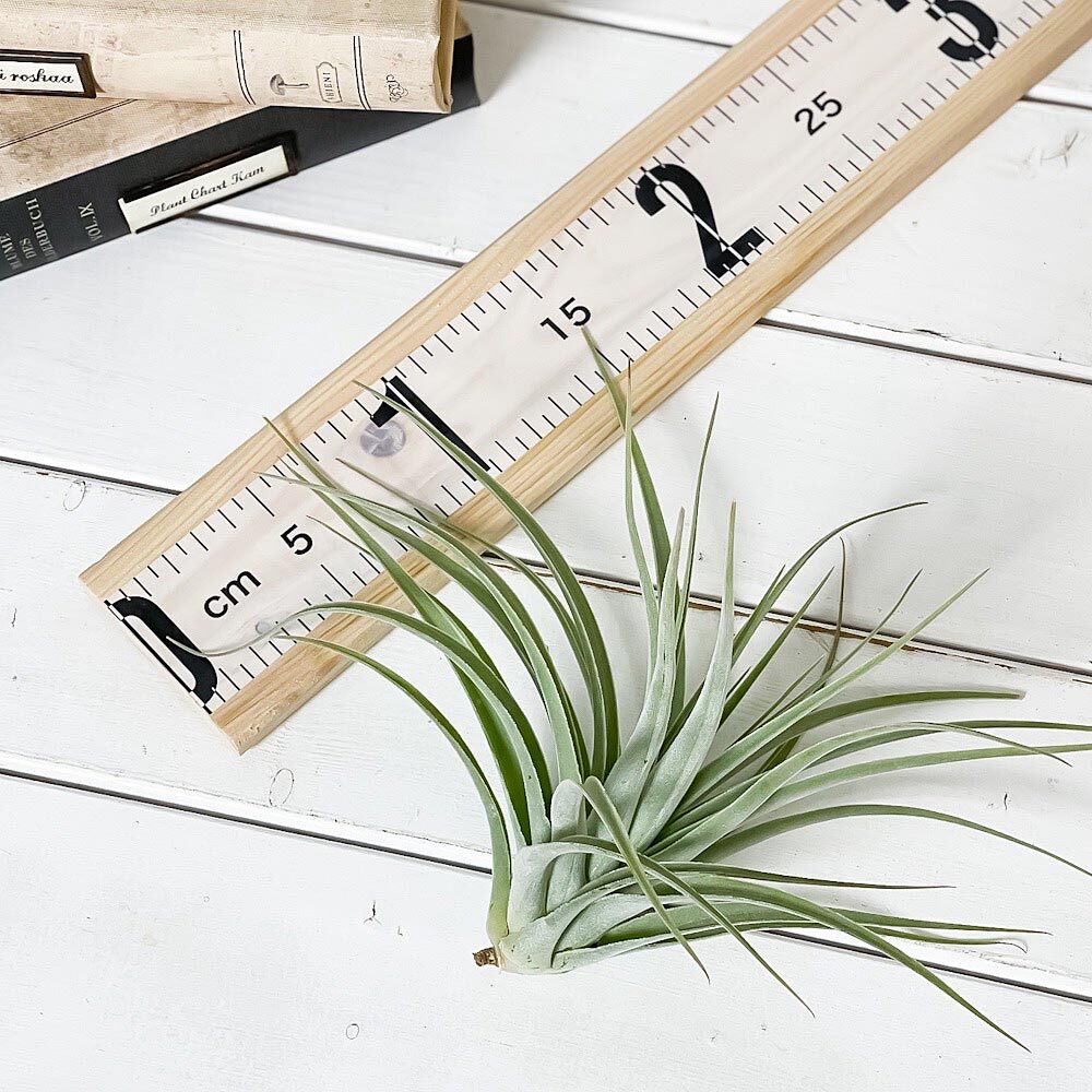 PLANCHU エアプランツ ティランジア ポーリアナ 1株 W20×H16cm前後 育て方説明書付き Tillandsia pohliana エアープランツ チランジア