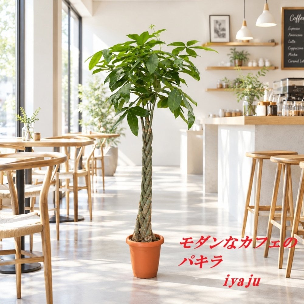 パキラ　１０号　オシャレな観葉植物　トロピカル　南国　ギフト