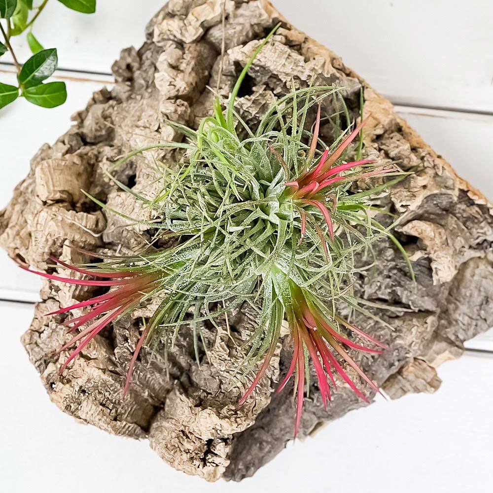 PLANCHU エアプランツ ティランジア イオナンタ フエゴ クランプ 1株 W8×H8cm前後 育て方説明書付き Tillandsia ionantha ‘Fuego’ エアープランツ チランジア 群生株
