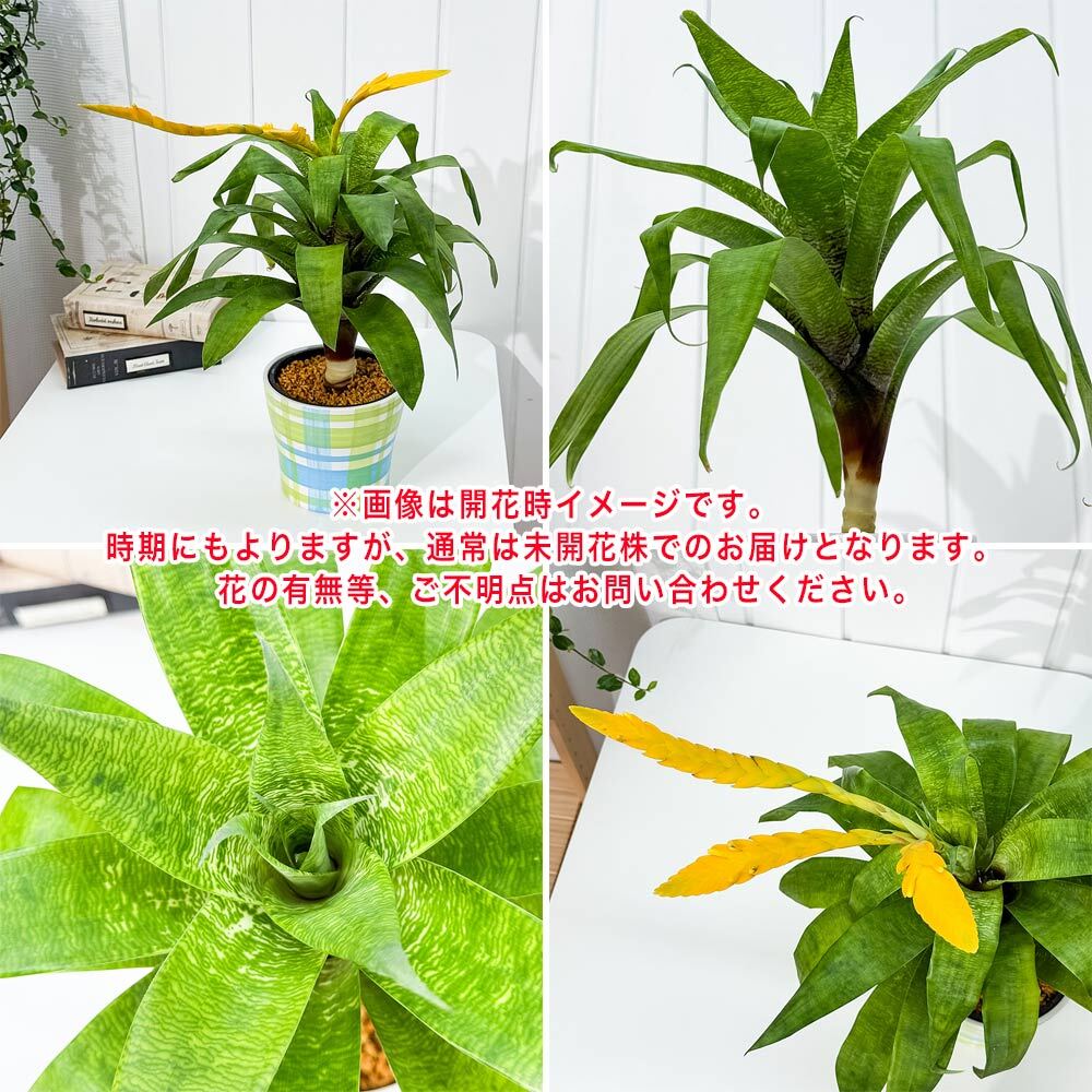 PLANCHU 観葉植物 フリーセア オスピナエ 4号鉢 受け皿付き 育て方説明書付き Vriesea ospinae ブロメリア