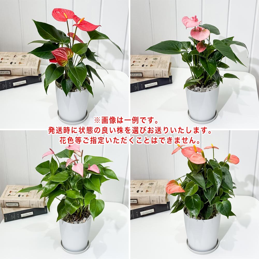 PLANCHU 観葉植物 アンスリウム 花色おまかせ 4号鉢 受け皿付き 育て方説明書付き Anthurium andraeanum アンスリューム アロイド 鉢花