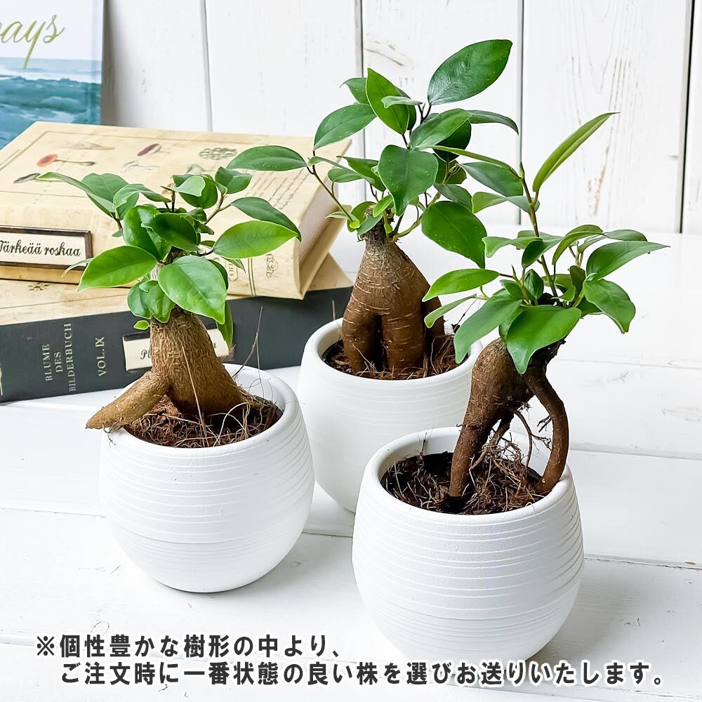観葉植物 ガジュマル 3号丸鉢 3鉢セット 受け皿付き 育て方説明書付き Ficus microcarpa フィカス ミクロカルパ