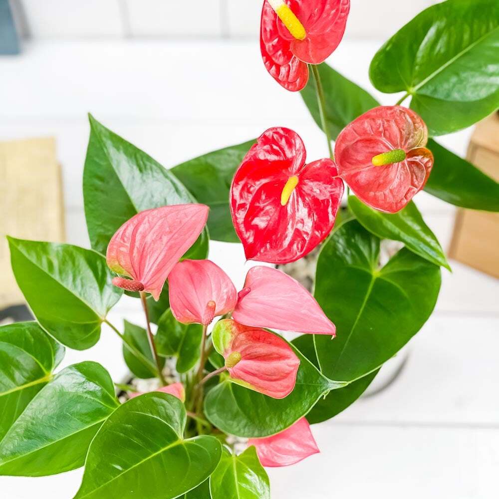 観葉植物 アンスリウム レッド ＆ ピンク 4号鉢 2鉢セット 受け皿付き 育て方説明書付き Anthurium andraeanum アンスリューム 鉢花