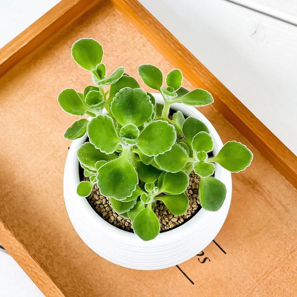 PLANCHU 観葉植物 アロマティカス 3号丸鉢 受け皿付き 育て方説明書付き Plectranthus hadiensis プレクトランサス ハーブ苗 虫除け植物