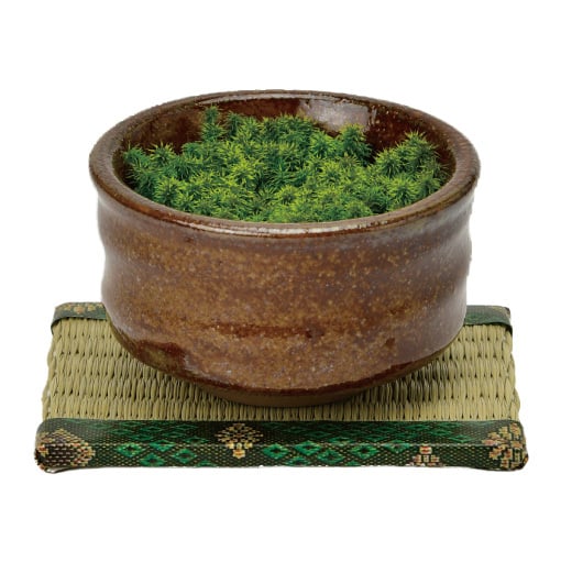抹茶碗 苔栽培キット スナゴケ 植物 陶器 コケ グリーン スターターセット オブジェ 置物 おしゃれ インテリア 雑貨 ギフト プレゼント 男性 女性 父の日 母の日 敬老の日 誕生日 ラッピング対応 無料ラッピング